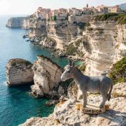 Magnet l’Ane gris Corse